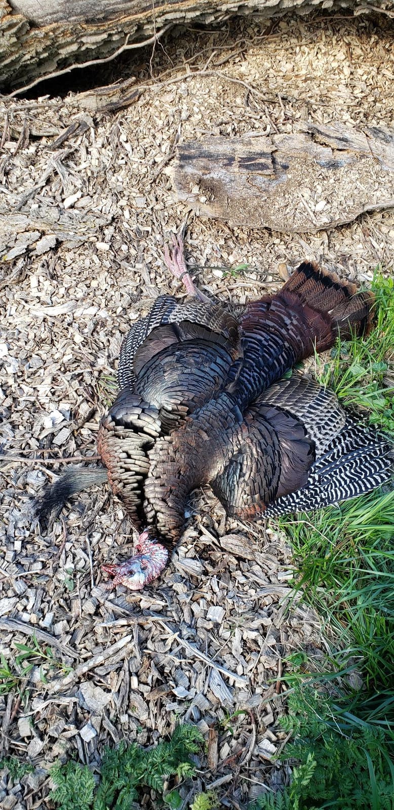 Hunters Specialties HS Strut Lite Flock Jake & Feeding Hen & Upright Hen Turkey Foldable Hollow Relaxed Body Realistic 3-Pack Combo Set Decoys customer photo 2