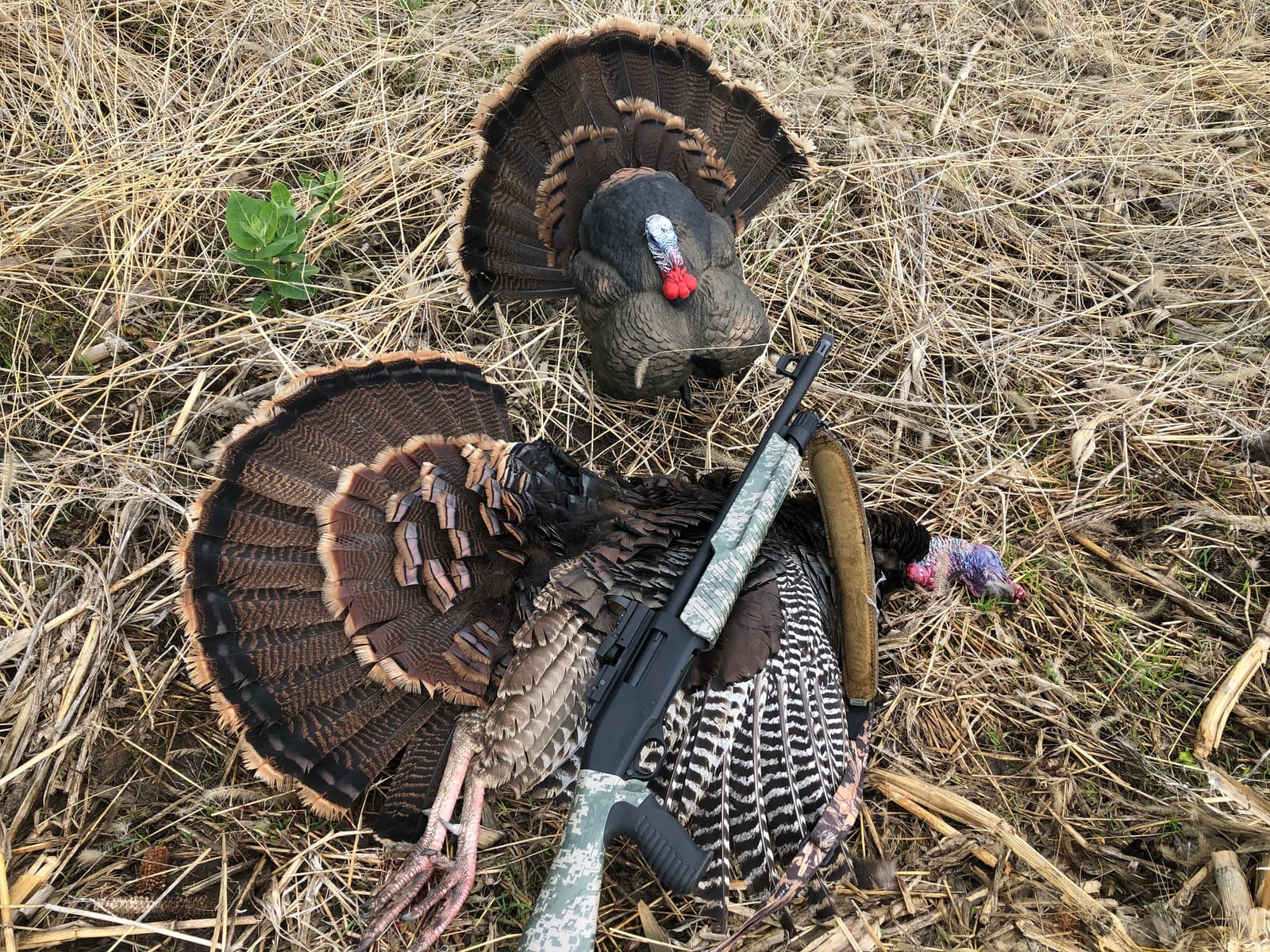 Flextone Hunting Lightweight Ultra Realistic Thunder Creeper Gobbler Turkey Decoy customer photo 2