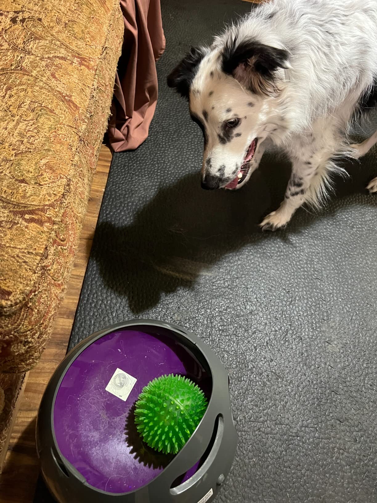 PetSafe Automatic Ball Launcher - All Breeds - Indoor/Outdoor | Launches 8-30 Ft with 9 Distance and 6 Angle Settings, Motion Sensors Protect up to 7 Ft, Auto Sleep After 15 Min. customer photo 1
