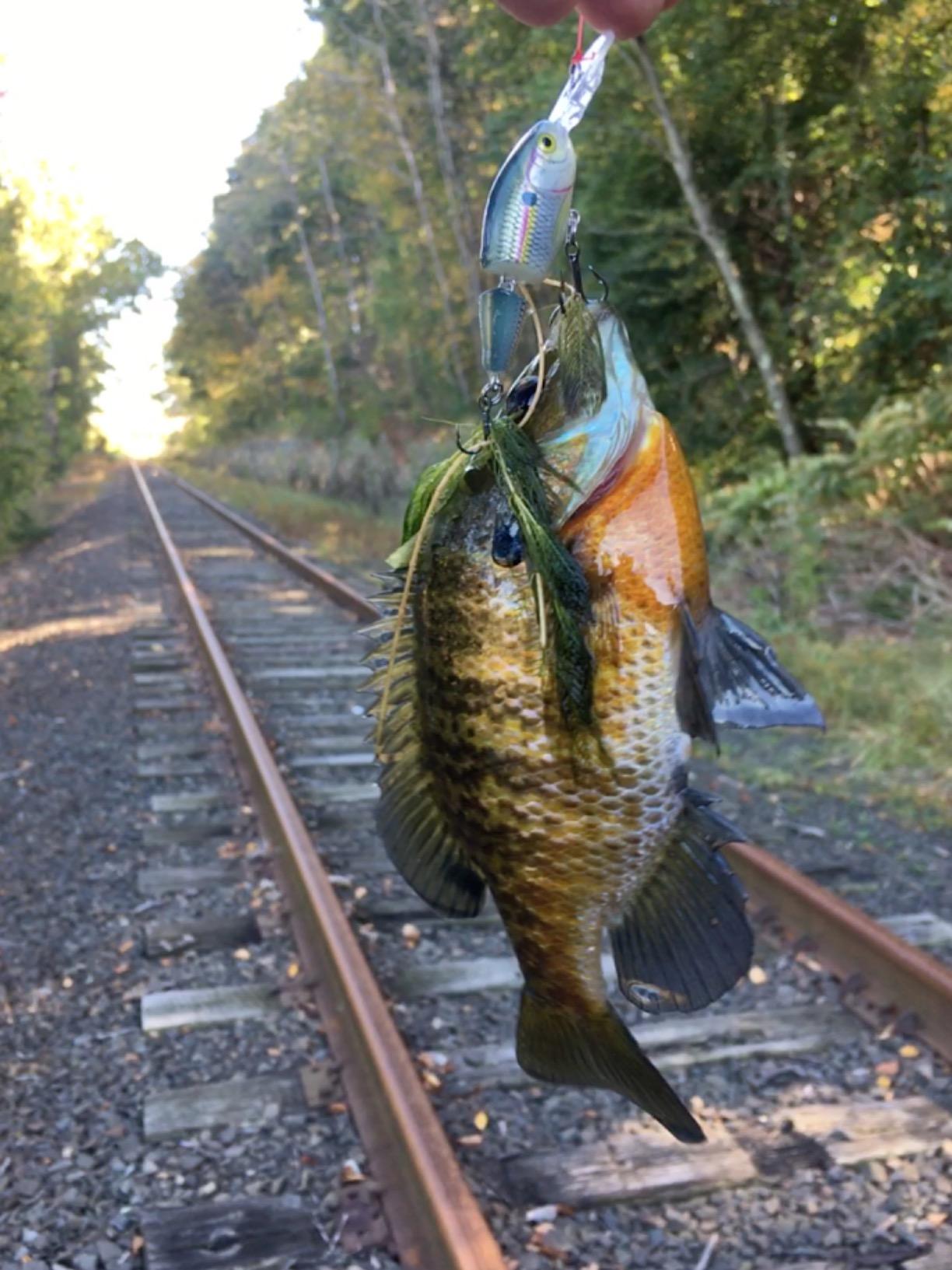 Shakespeare Alpha Medium 6' Low Profile Fishing Rod and Bait Cast Reel Combo (2 Piece) customer photo 2