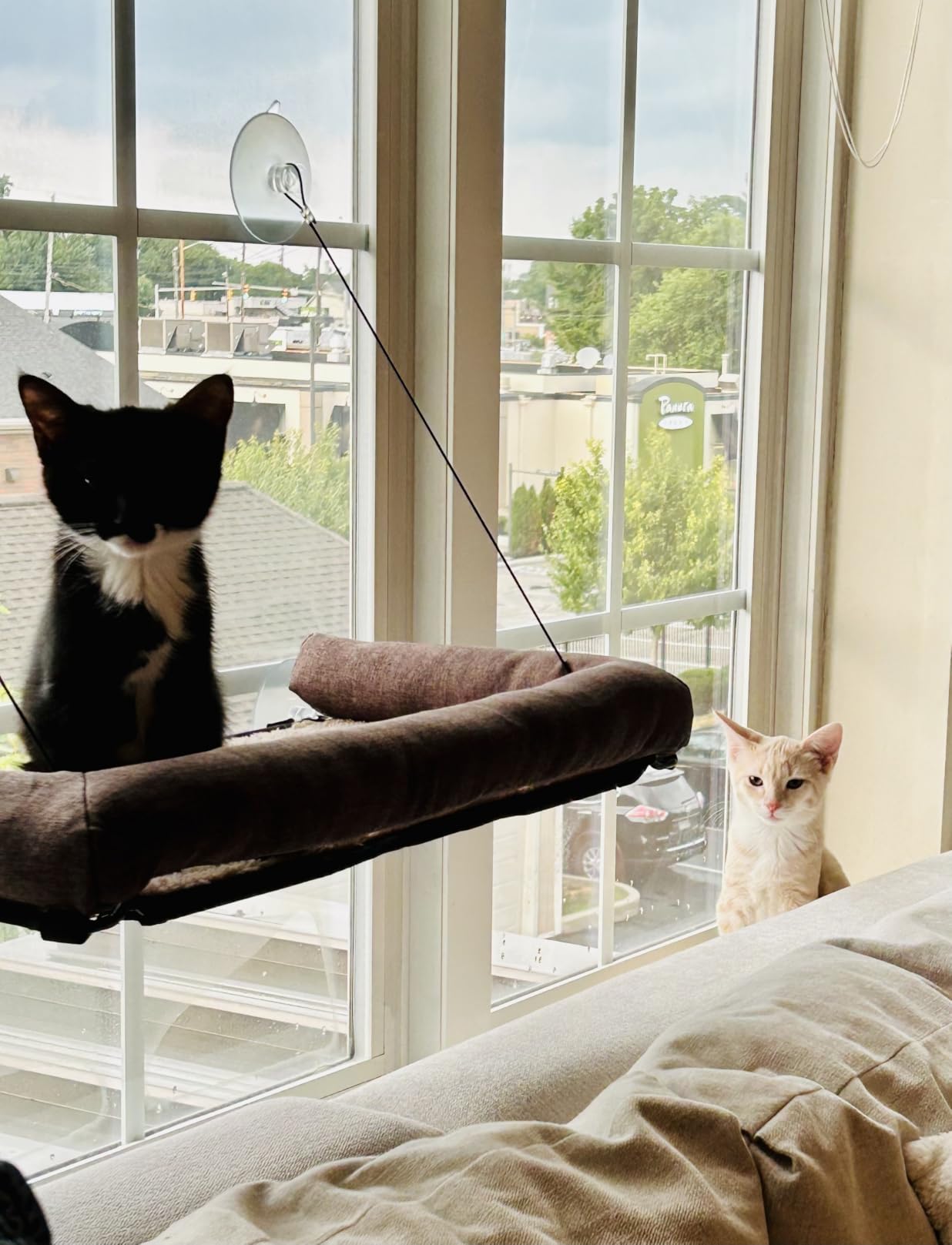 K&H Cat Window Perch, EZ Mount Bolster - Fits 27in Wx23in H Glass Spaces | Cat Window Hammock Bed, Steel Frame, Sturdy Suction Cups, Washable Shelf Covers, Foldable, For Large Felines customer photo 2