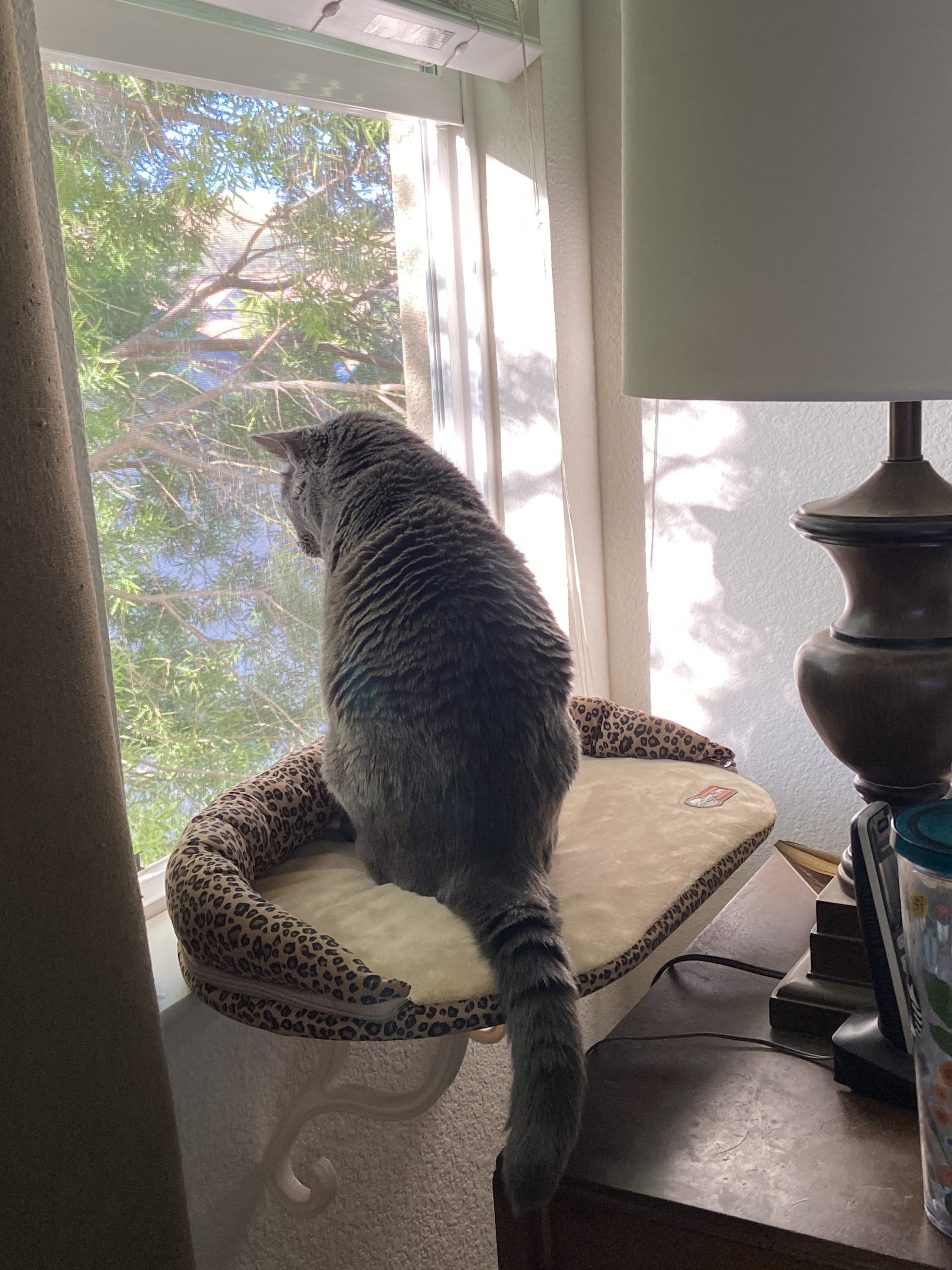 K&H Pet Products Bolster Kitty Sill Cat Window Perch Bed for Large Cats, Orthopedic Window Hammock Holds 40 lbs, Washable Cover, Indoor Windowsill Furniture Bed Seat - Tan/Kitty Unheated 14 X 24in customer photo 1