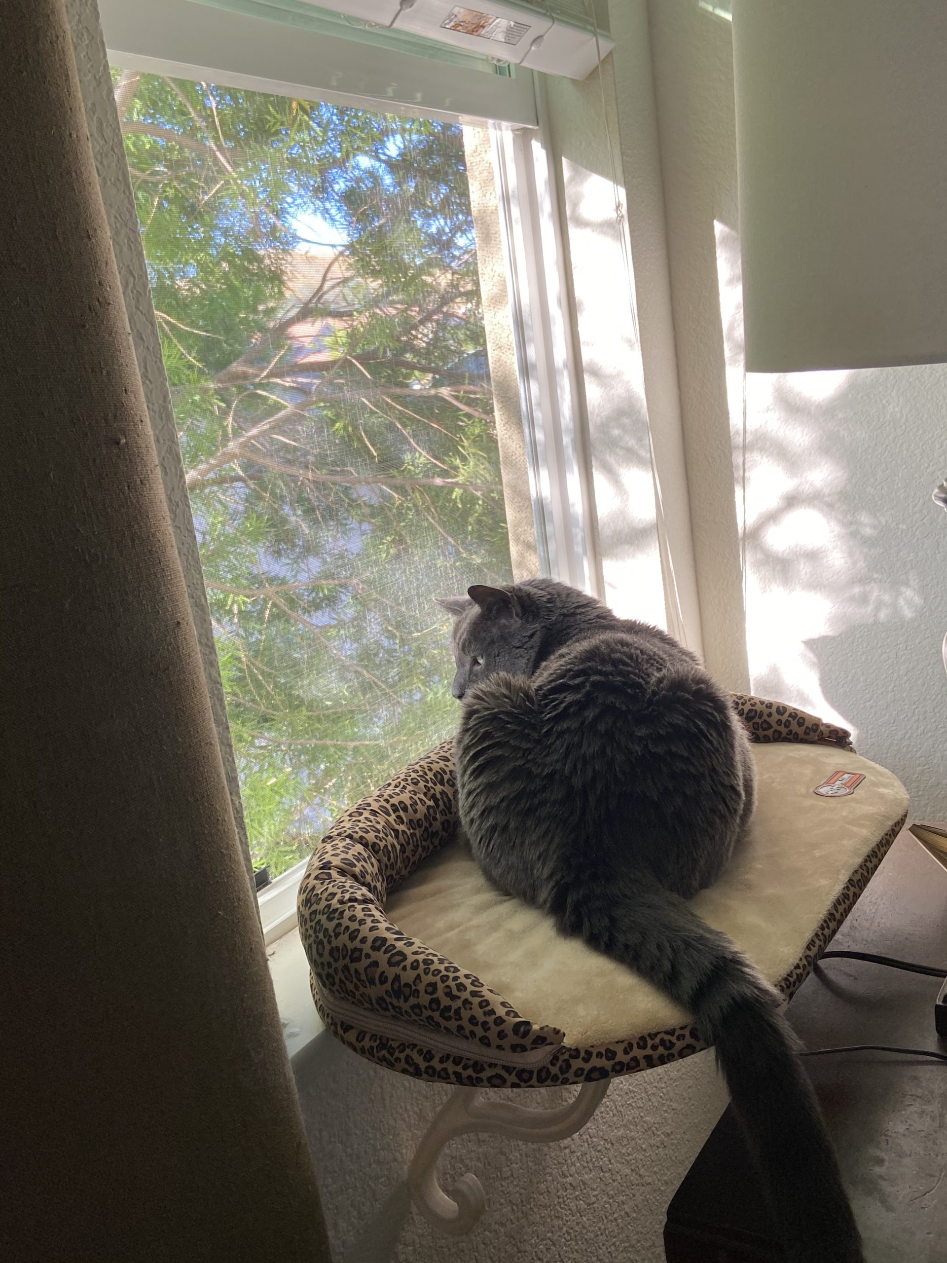 K&H Pet Products Bolster Kitty Sill Cat Window Perch Bed for Large Cats, Orthopedic Window Hammock Holds 40 lbs, Washable Cover, Indoor Windowsill Furniture Bed Seat - Tan/Kitty Unheated 14 X 24in customer photo 2