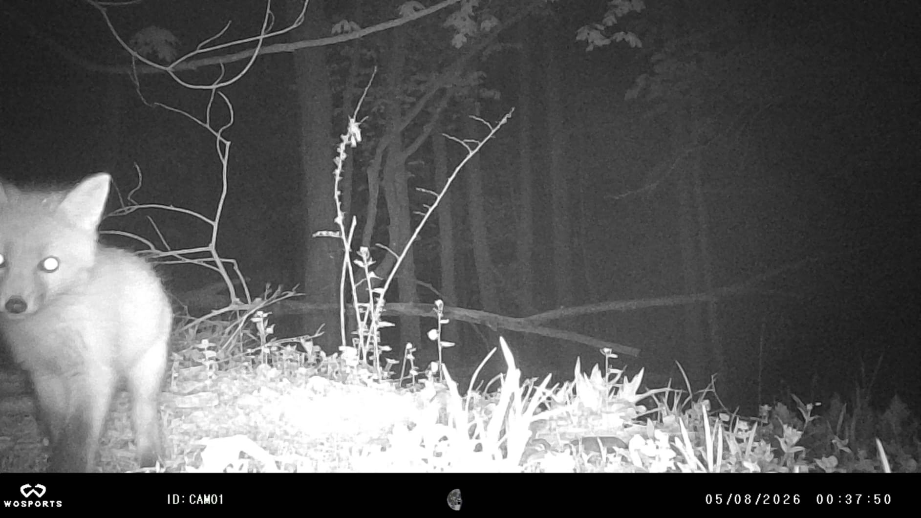 WOSPORTS Mini Trail Camera 24MP 1080P HD Game Camera with Night Vision Motion Activated Waterproof, Trail Cam with Fast Trigger Time for Outdoor Wildlife Monitoring customer photo 2