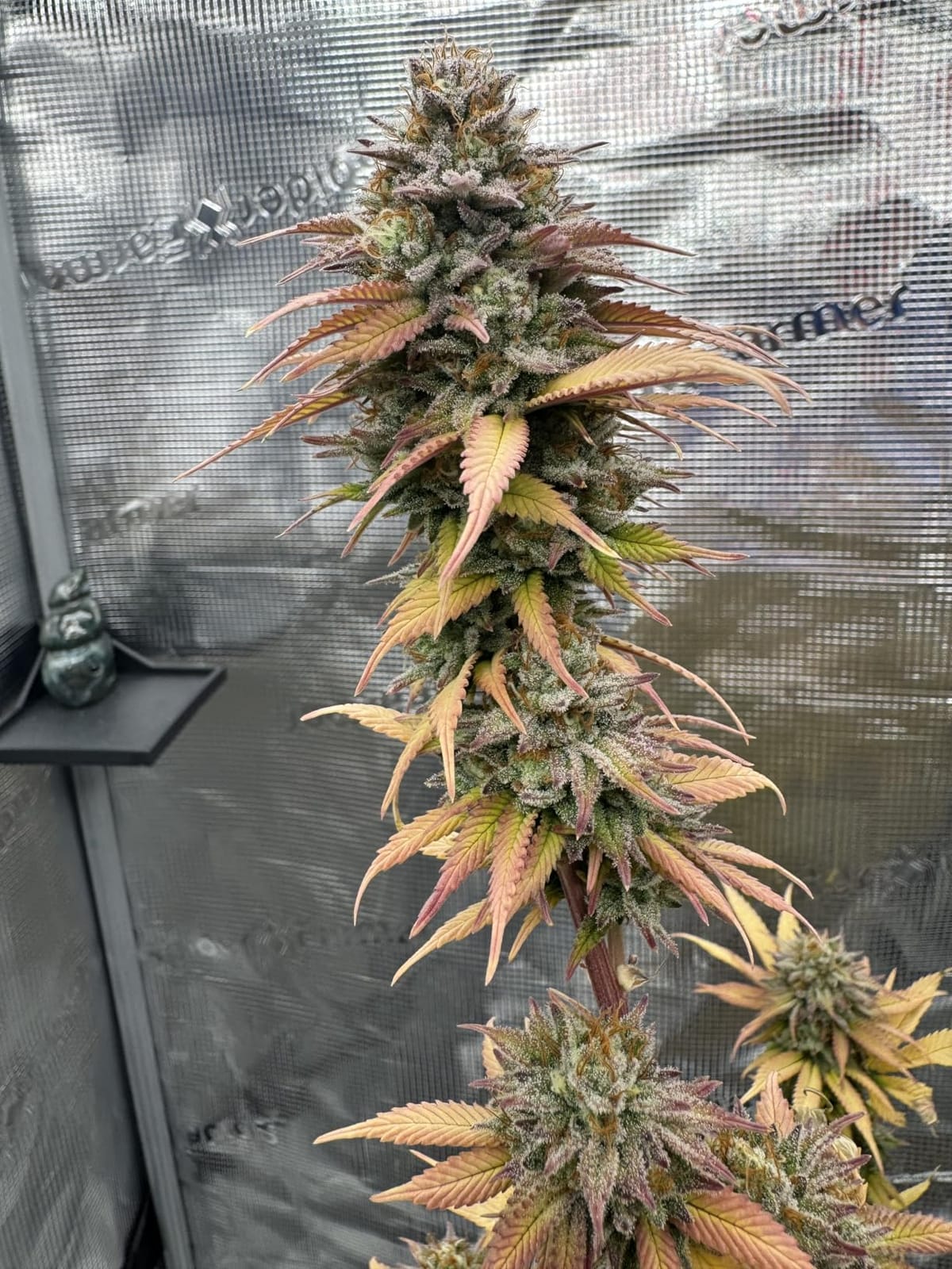 Spider Farmer 4.6x2.3 Grow Tent, 55