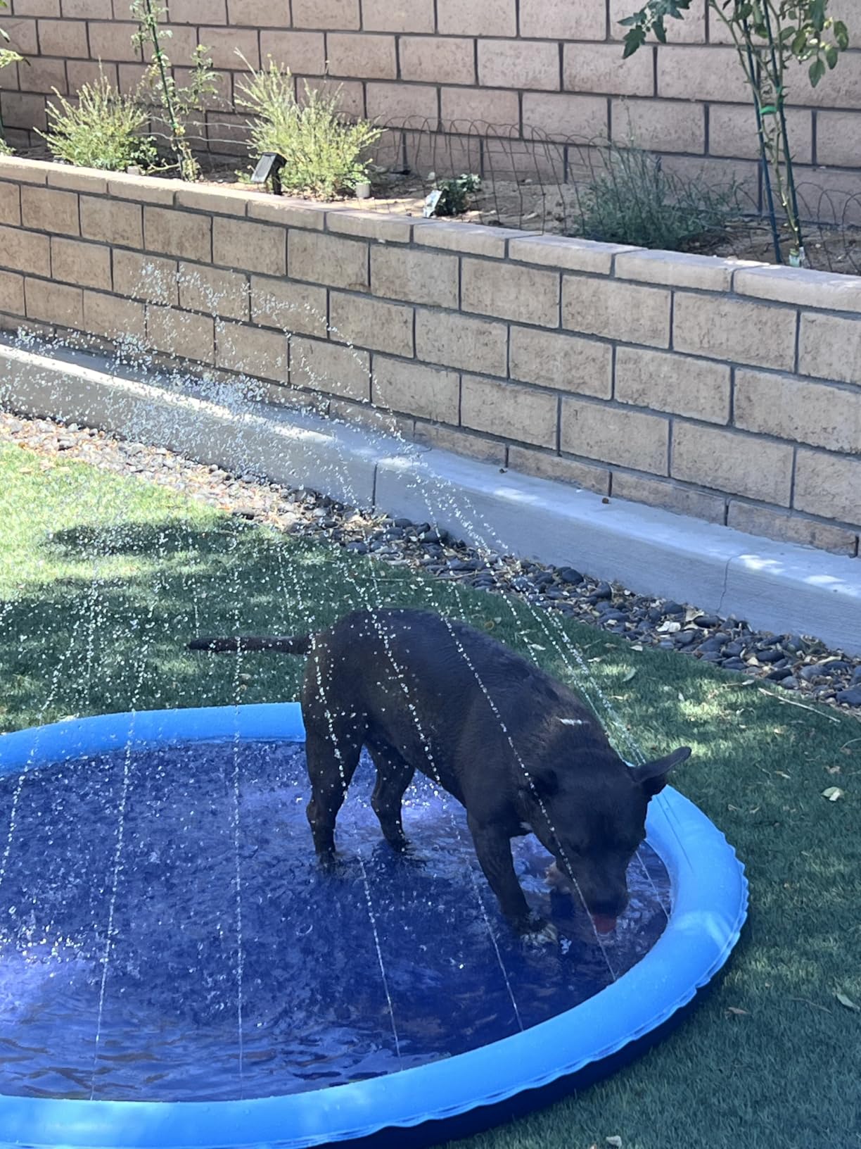 Splash Pad for Dogs & Kids - Anti-Slip Dog Pool for Large Dogs, 0.58 mm Thickened Durable Outdoor Water Play Mat, Summer Sprinkler Toy for Backyard (67in, Blue) customer photo 2