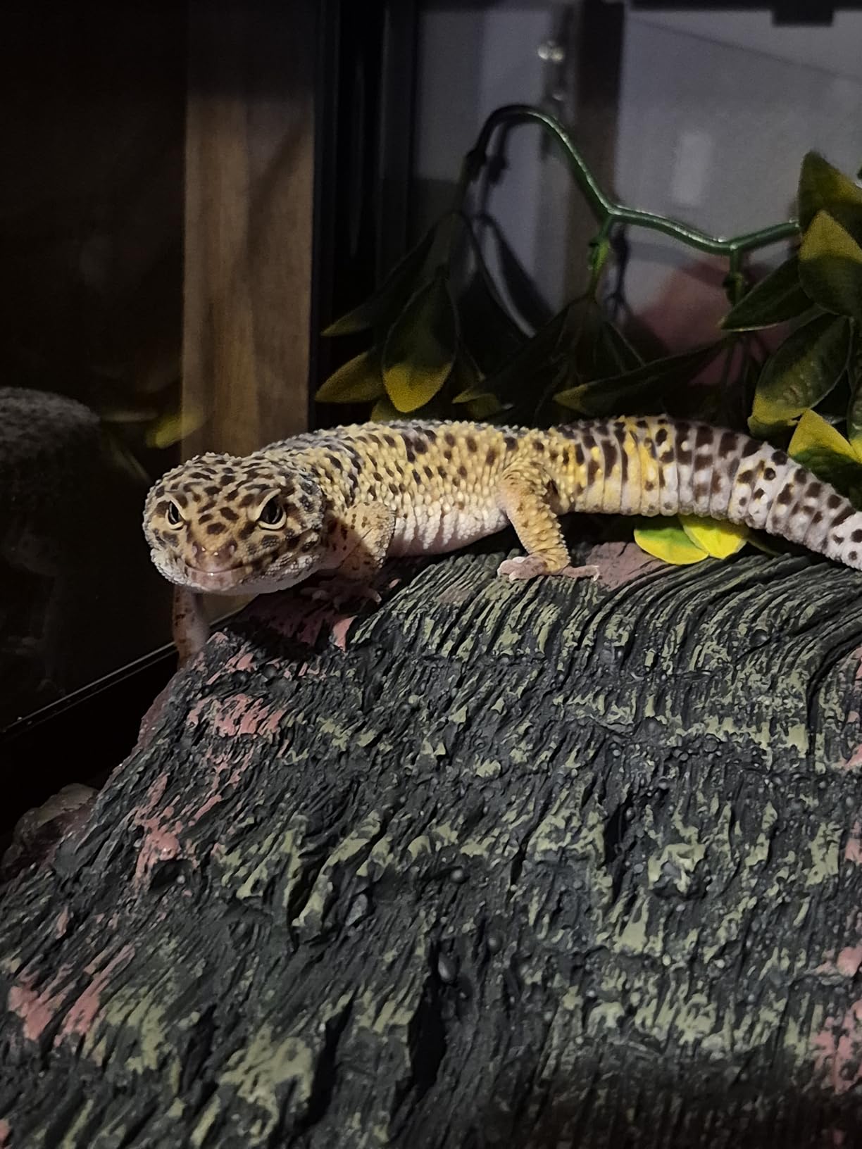Glass Reptile Terrarium 20 Gallon, Front Opening Reptiles Tank 30