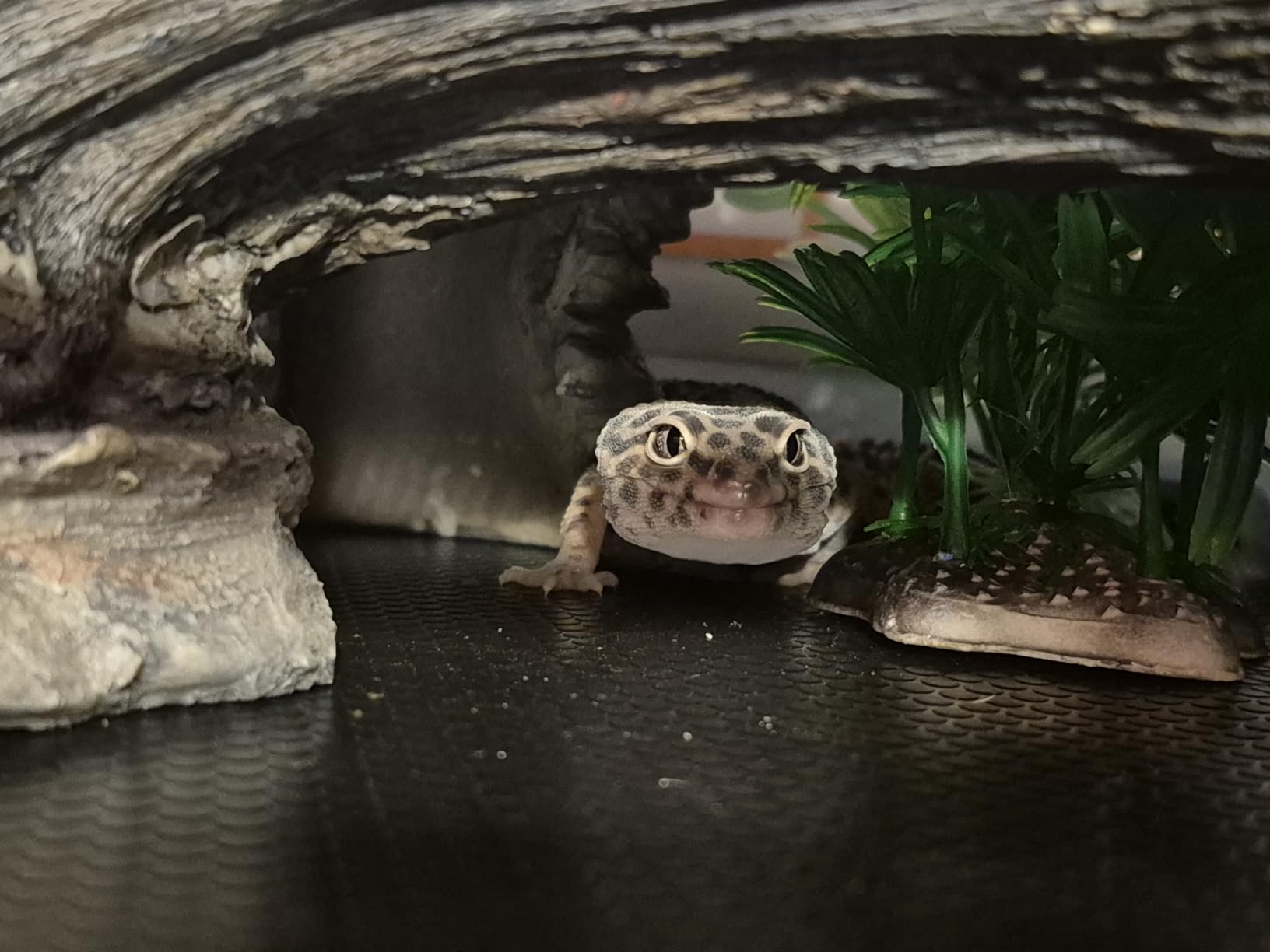 Glass Reptile Terrarium 20 Gallon, Front Opening Reptiles Tank 30
