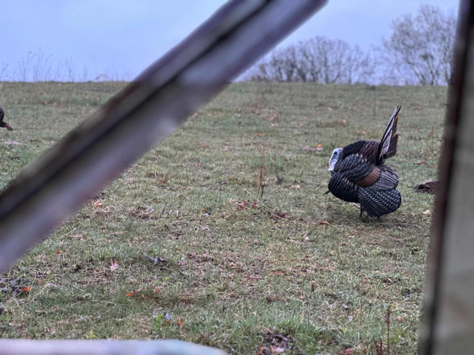 Avian-X HDR Strutter Turkey Decoy customer photo 1