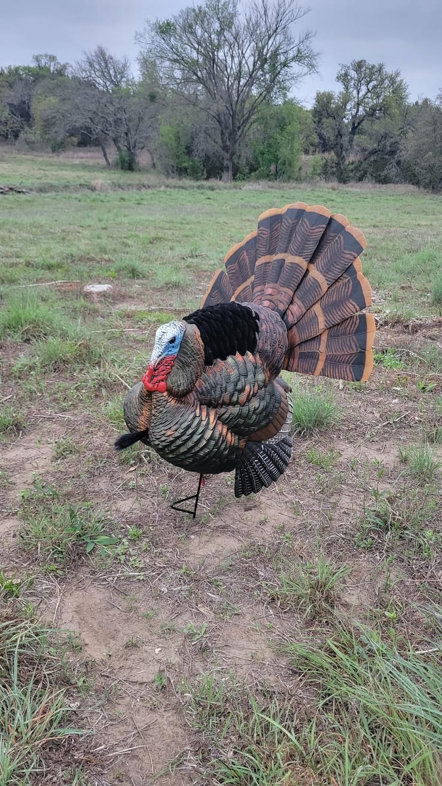 Avian-X HDR Strutter Turkey Decoy customer photo 2
