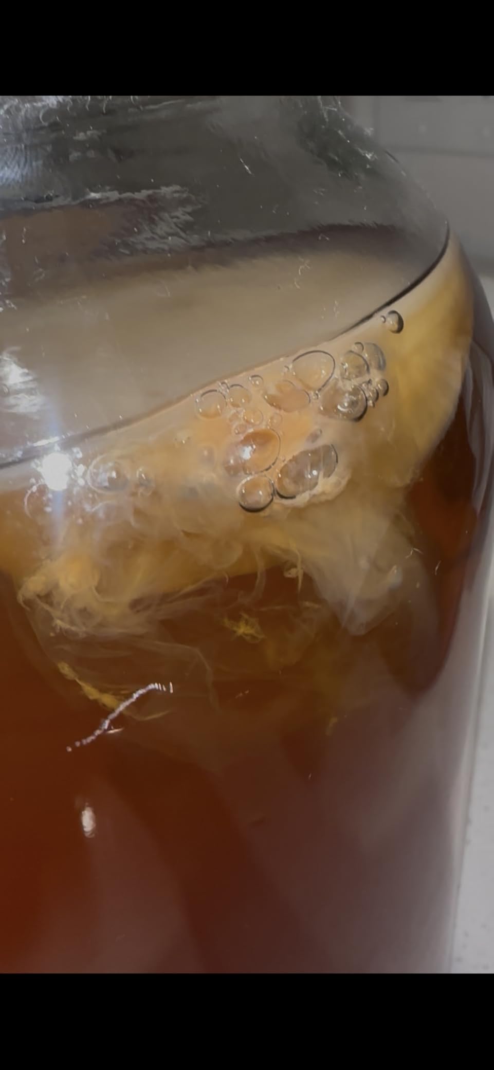 Organic SCOBY Kombucha Starter Kit with Live Culture for Brewing Kombucha Tea - Urban Kitchen customer photo 2