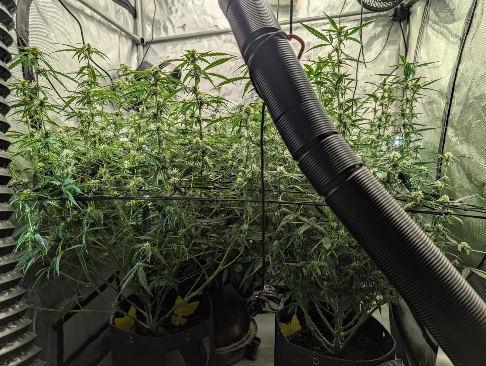 AC Infinity CLOUDLAB 816, Advance Grow Tent 10x5, Thickest 1 in. Poles | 2000D Mylar Canvas with Lab-Tested Highest Reflectivity, Largest Zipper Window, Controller Plate, 120