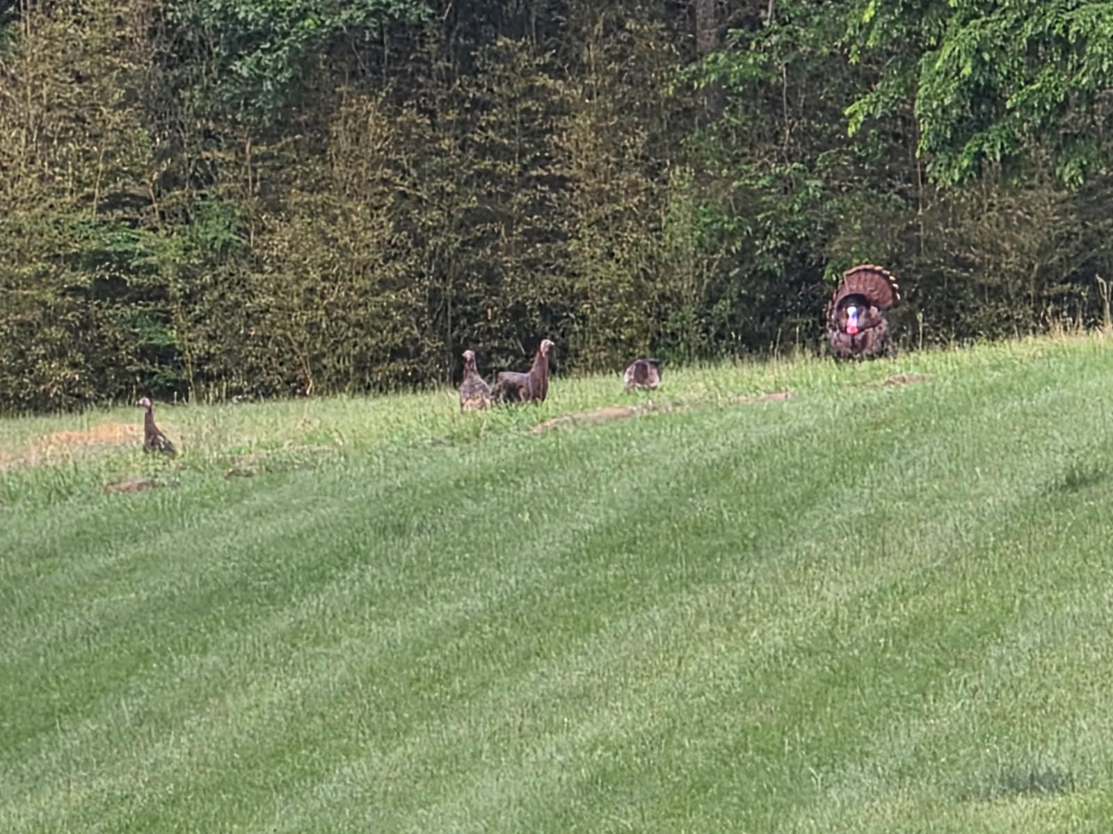Primos Hunting Lil Gobstopper Hen and Jake Combo Decoy customer photo 2