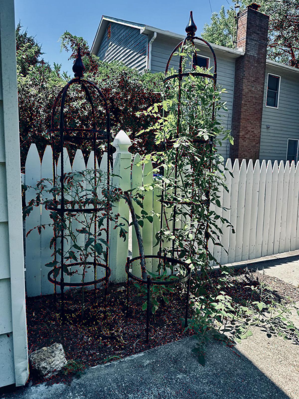 WellSign 2Pack Obelisk Trellis for Climbing Plants Outdoor 6.6ft, Garden Tower Trellis for Potted Plants Indoor with Twist Tie, Clips and Butterflies Rustproof Coated Metal Support for Vines Rose customer photo 1