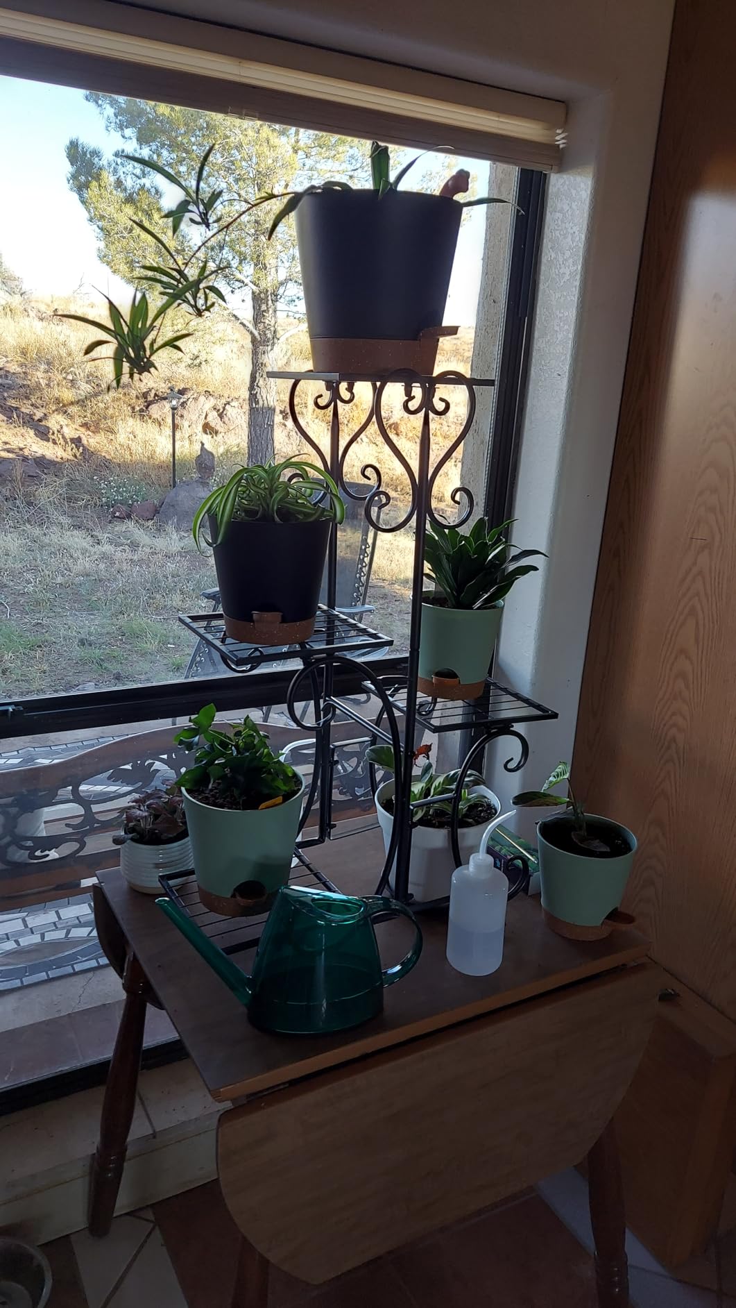 Small Indoor Plant Watering Can Long Spout 1.4L Black | Long Spout Prevents Spills Fits 5 Potted Bonsais Ergonomic Grip Precise Control Stylish Nordic Vibe Decor customer photo 1
