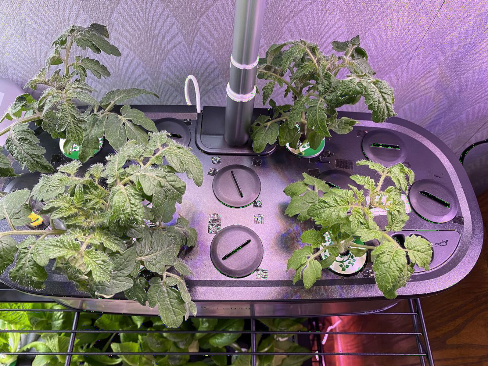LETPOT LPH-SE Hydroponics Growing System, 12 Pods Smart Herb Garden Kit Indoor, APP & WiFi Controlled, with 24W Growing LED, 5.5L Water Tank, Pump System, Automatic Timer customer photo 2