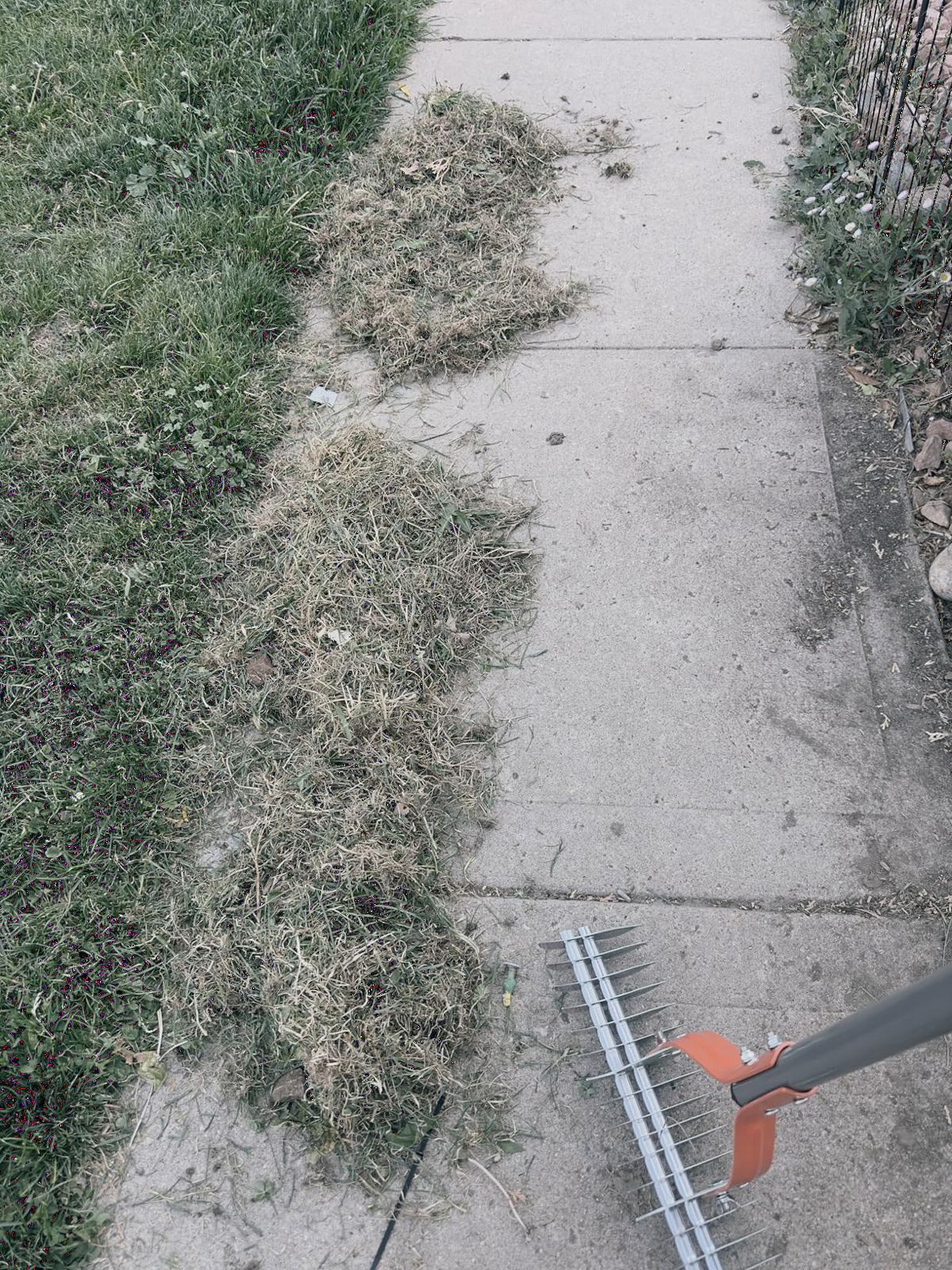 Walensee Thatch Rake for Lawn, 15-Inch Dethatcher Rake with Adjustable Sectional Handle, Heavy Duty Steel Lawn Rake for Removing Dead Grass, Efficient Grass Dethatching Tool for Yard and Garden customer photo 2