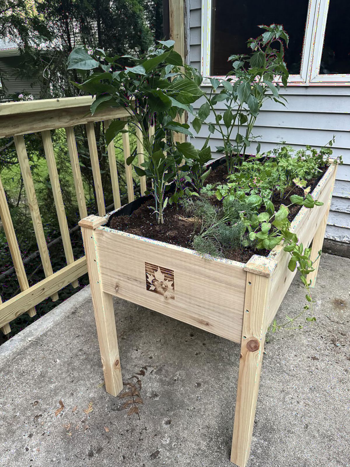 Cedar Raised Garden Bed with Legs, Outdoor Planter Box 48x24x30, 200lb customer photo 1