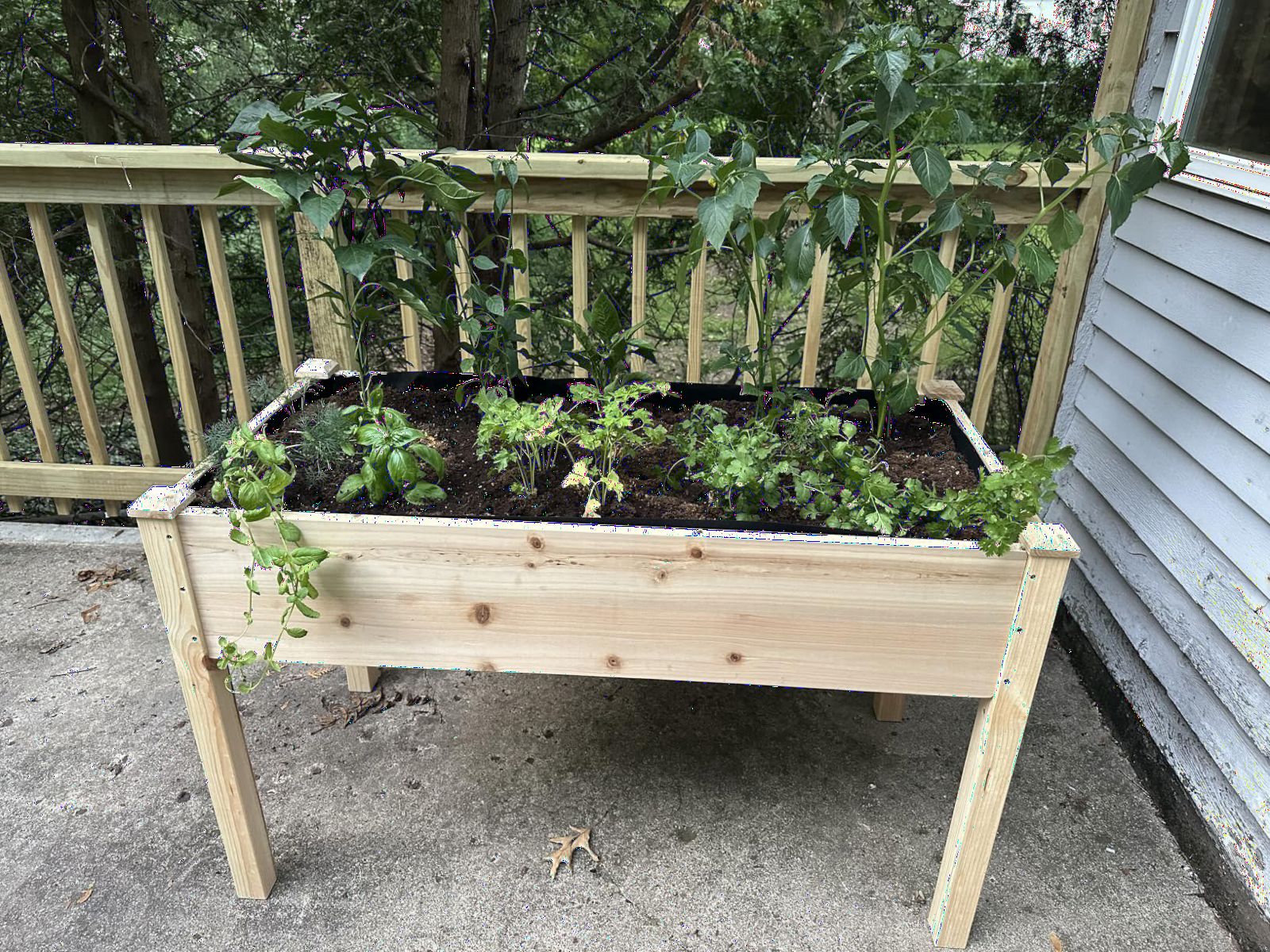 Cedar Raised Garden Bed with Legs, Outdoor Planter Box 48x24x30, 200lb customer photo 2