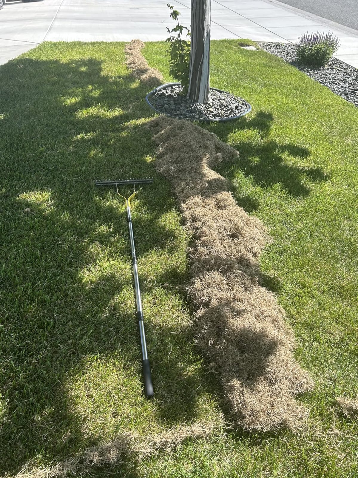 BARAYSTUS Thatch Rake Dethatcher - 15-Inch Wide Lawn Rake for Dead Grass Removal, Stainless Steel Adjustable Handle Garden Rake for Soil Loosening, Aeration & Thatching, 58.5-Inch Length customer photo 2