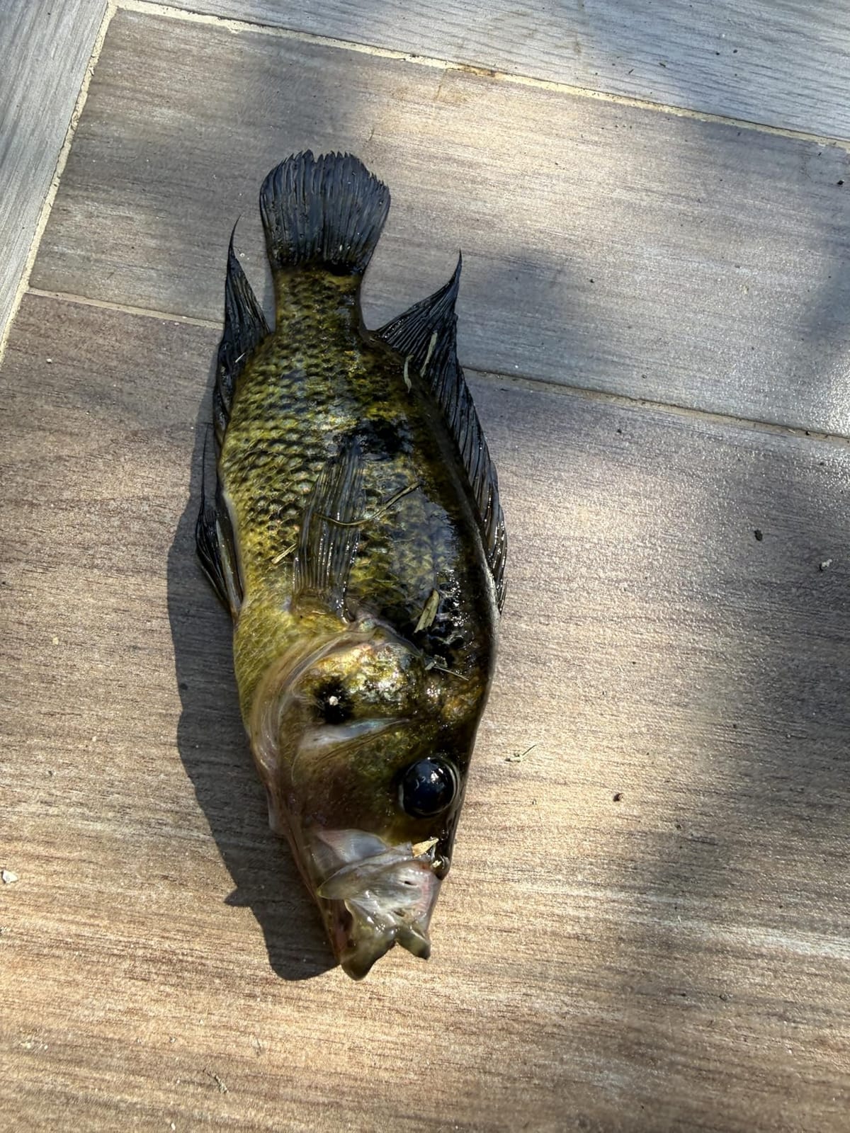 KastKing Centron Lite Fishing Rod and Reel Combo, 7 feet customer photo 2