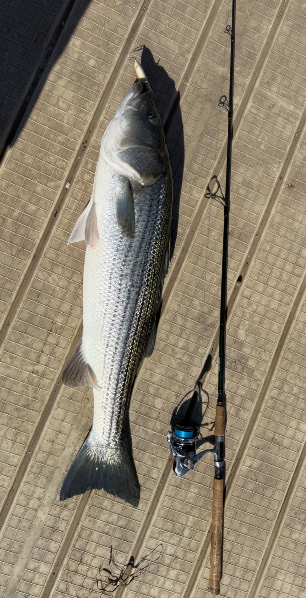 Piscifun NautiX Spinning Reel customer photo 2