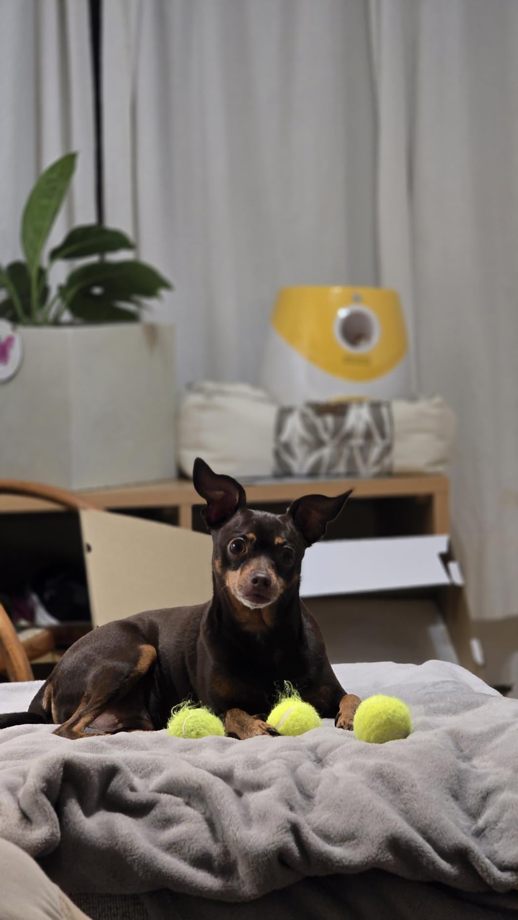 MEKAPLE Automatic Dog Ball Launcher, Dog Ball Thrower with 15 Mini Tennis Balls Sizing 2 Inch and Mesh Bag, Interactive Dogs Toys Tennis Balls Launcher for Small Dogs with 3 Distance Settings customer photo 1