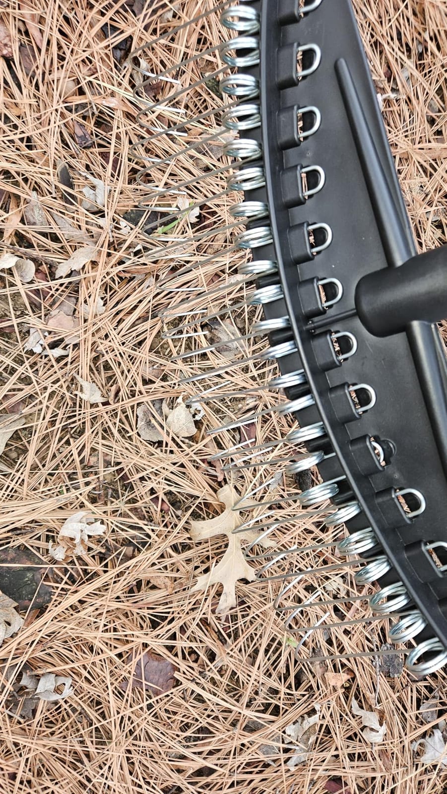 Colwelt Thatch Rake, Dethatcher Rake with Thin, Curved Spring Steel Tines, Dethatching Thatching Rake for Lawns with 61'' Steel Handle, Lawn Tine Rakes for Pine Needles, Dead Grass, Garden Debris customer photo 1