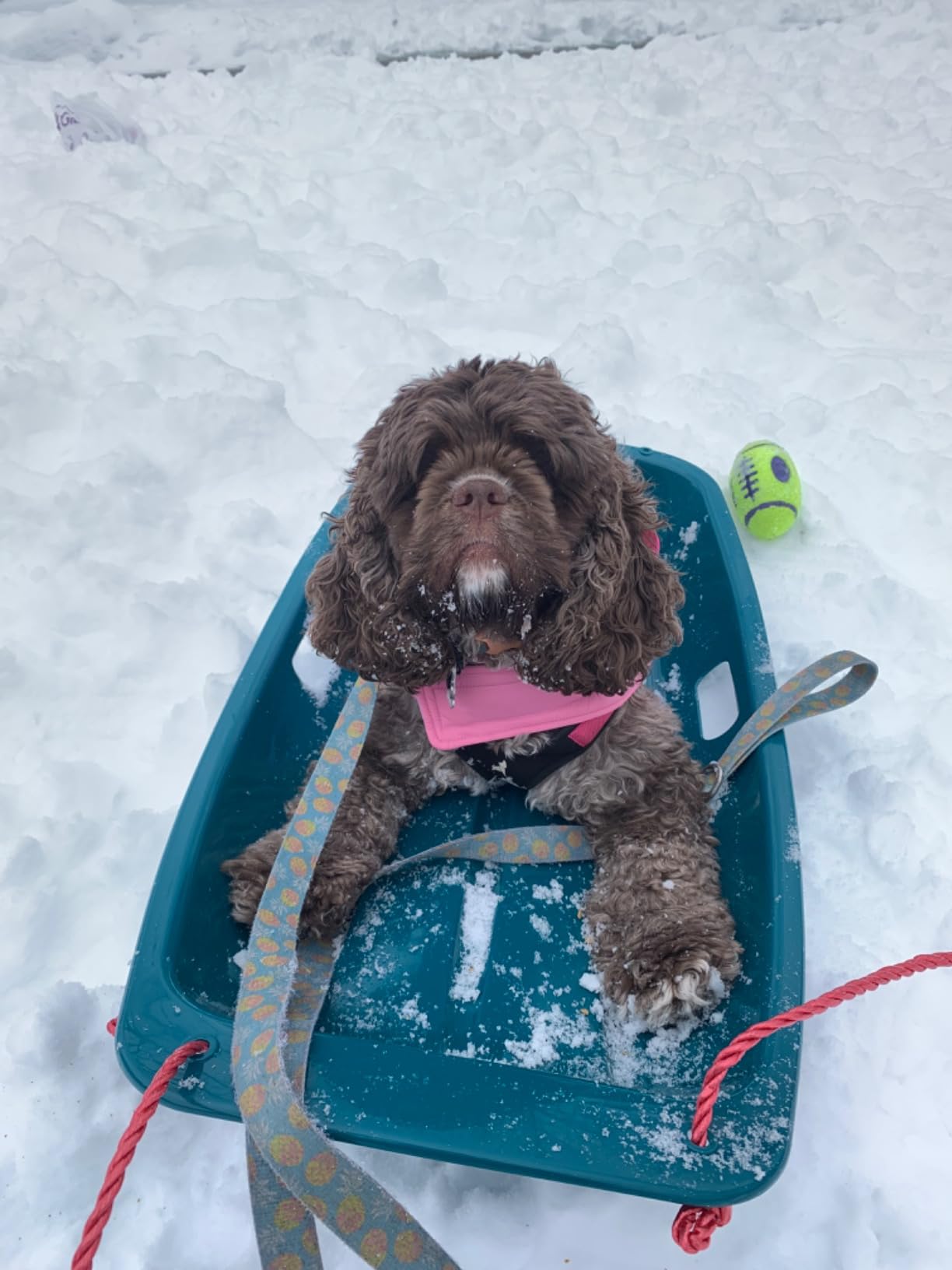 Retrospec Retrorider Plastic Snow Sled - Toboggan Style with Pull Rope, Cold-Resistant Coating, and Hard Bottom for Smooth Downhill Rides customer photo 1