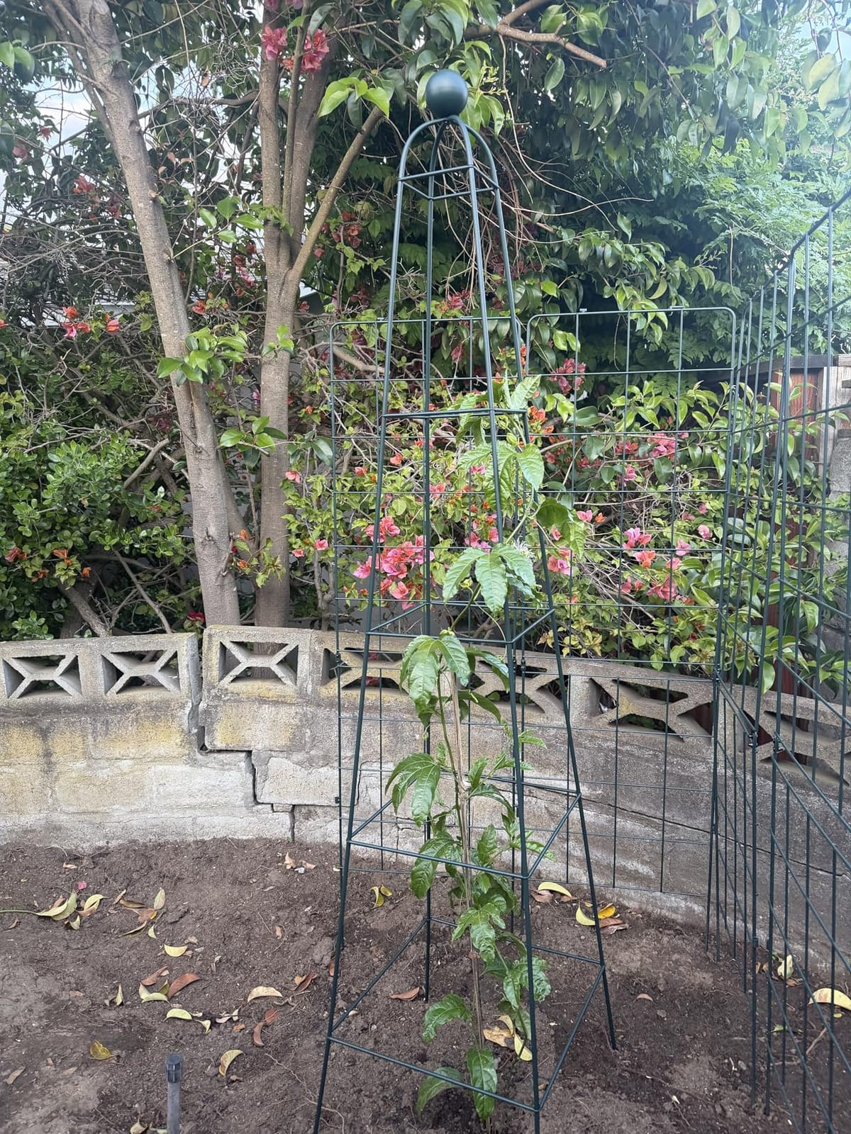 Vego Garden 7.8 ft Pyramid Obelisk Garden Trellis, Metal Rustproof Plant Support Rose Trellis, Tower Potted Cages for Flowers Fruits Vegetable Vines Indoor & Outdoor customer photo 1