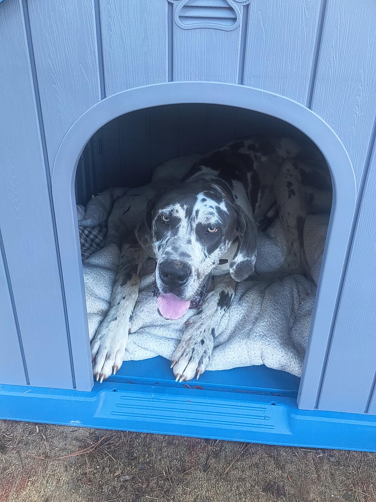 DRATO Dog House, Resin Outdoor Shelter for Large Dogs, Spacious Wood-Grain Kennel with Hidden Ventilation, Easy to Clean & Assemble, Waterproof Weather-Resistant, Ideal for Outside Use customer photo 1