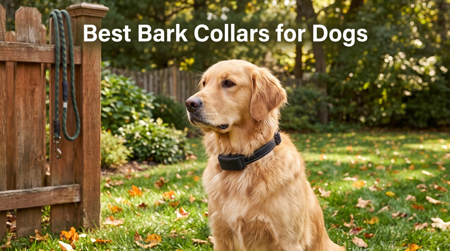 Best Bark Collars for Dogs