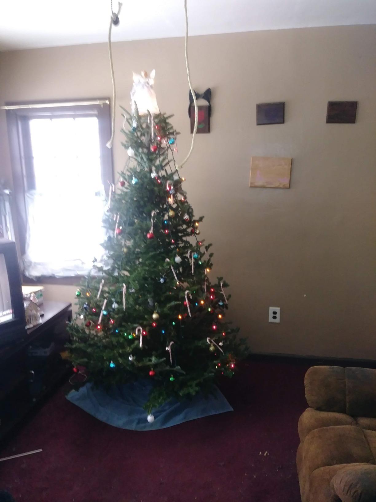 Good Tidings Cinco C-148 Classic Tree Stand For Up To 10' Trees, Medium, Green customer photo 2