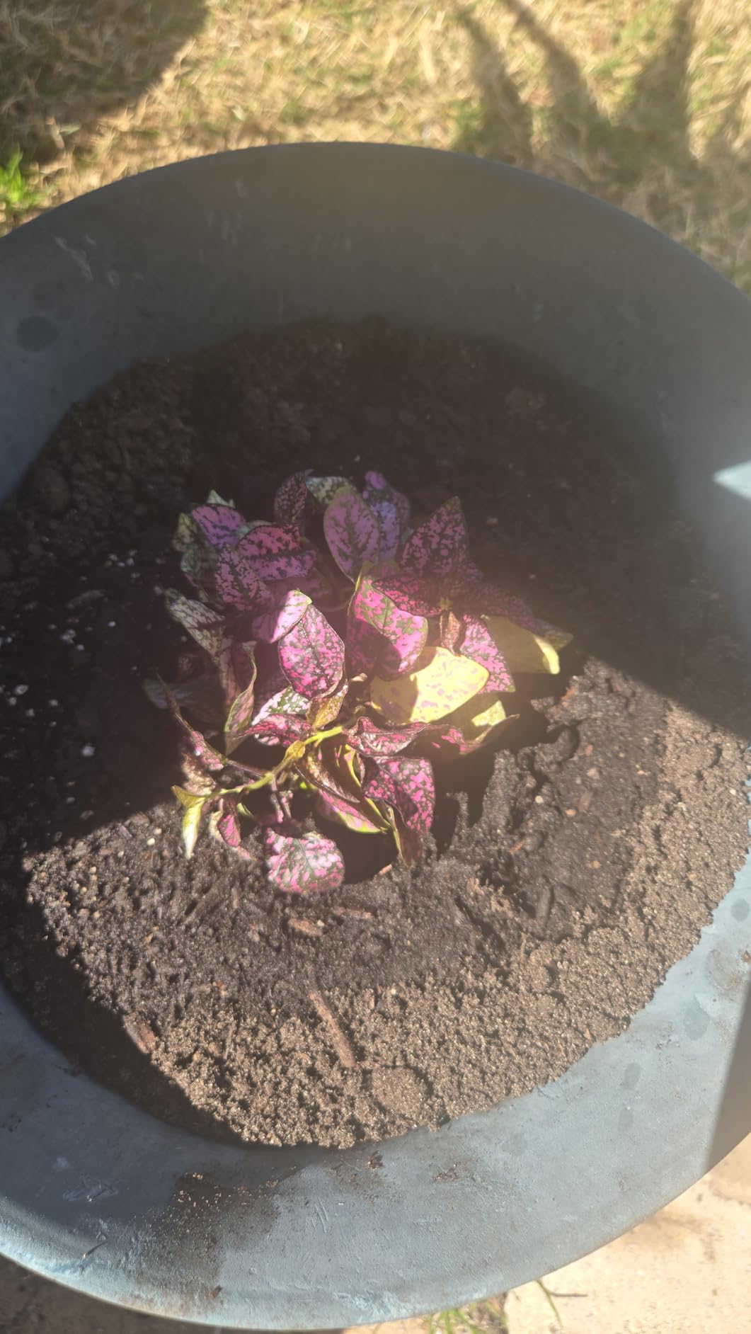 Michigan Peat Garden Magic Organic Compost Top Soil Blend, 40 lb customer photo 2