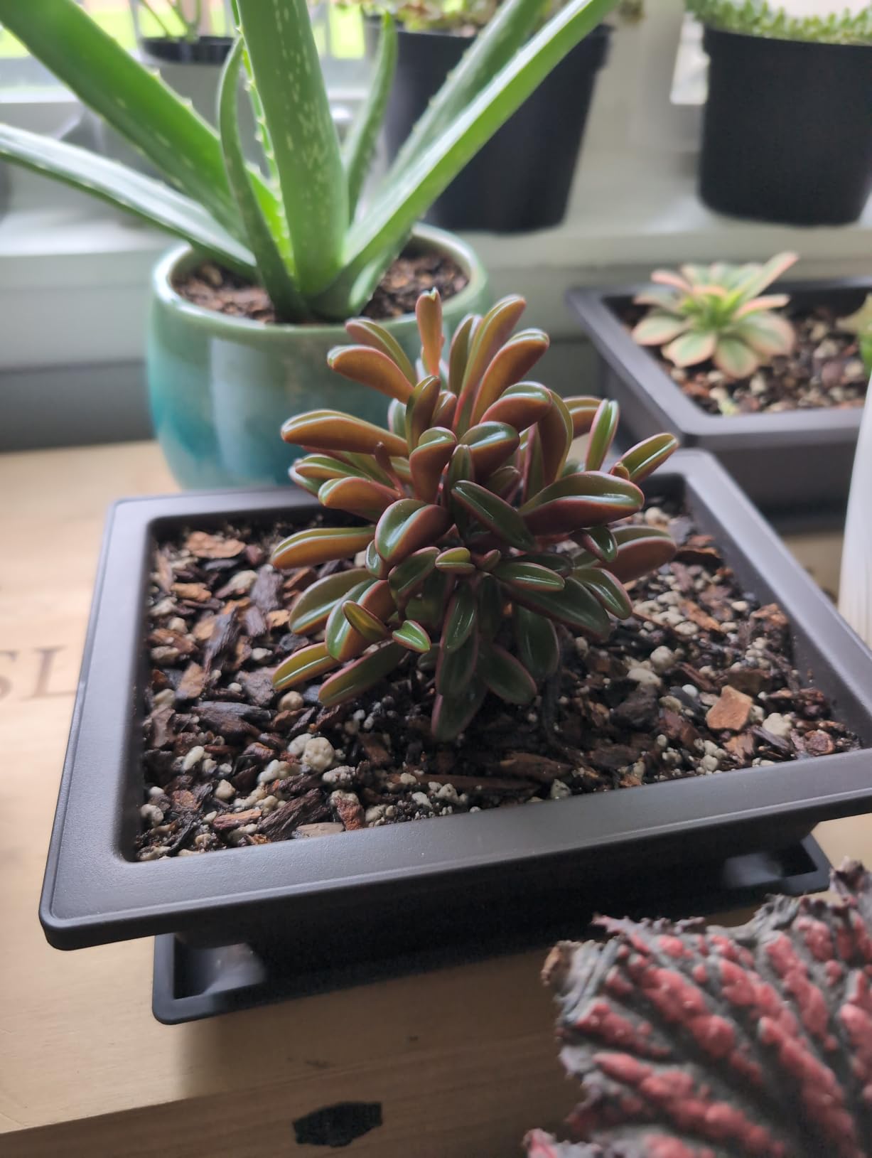 Bonsai Outlet Training Pots with Humidity Trays - Built in Mesh, Brown 8-Inch Large Planters + Made from Durable Shatter Proof Poly-Resin, Set of 3 Pot Set customer photo 2