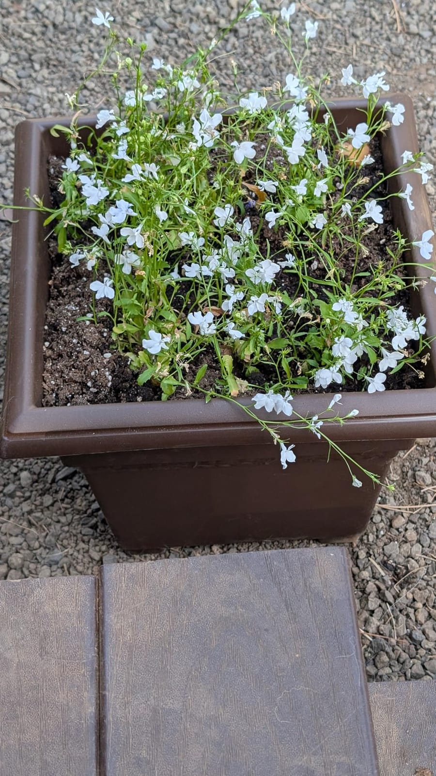 Novelty Root & Vessel Countryside Square Tub Planter, White, 18-Inch customer photo 1