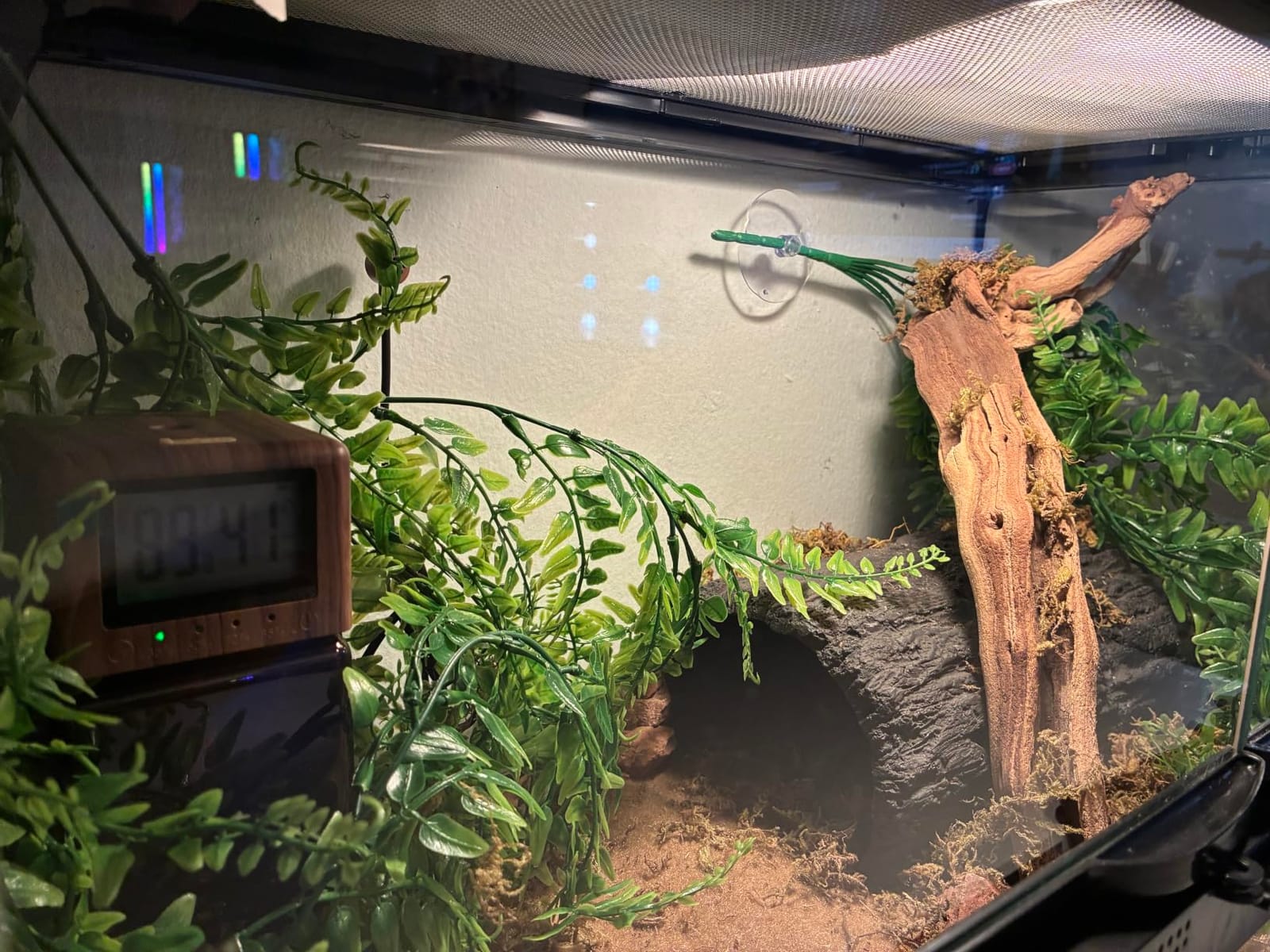 Exo Terra Forest Branch Small - Natural Wood Terrarium Decoration customer photo 2