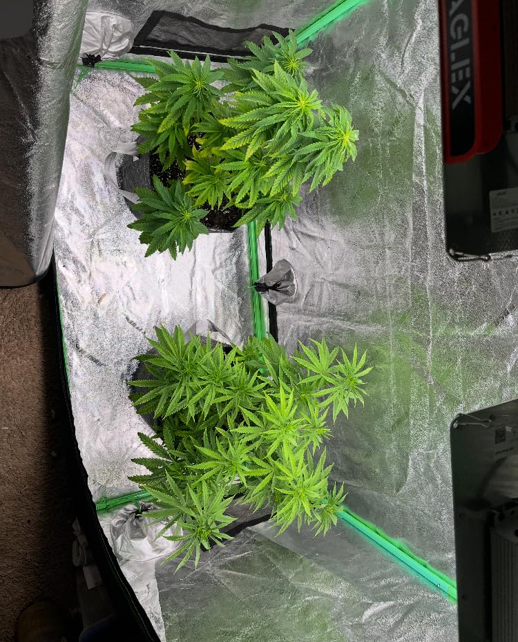 FoxFarm Happy Frog Potting Soil, 2cu ft customer photo 1