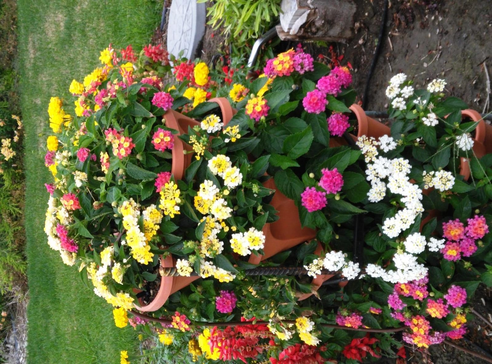 3 Tier Stacking Planter-Flower, Herb, Stackable Garden, Vegetable-Self-Watering-Indoor/Outdoor (Terracotta) customer photo 2