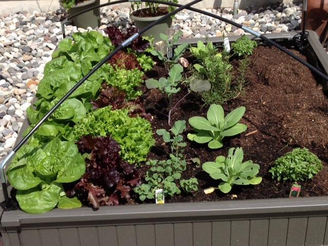 Lifetime 60053 Raised Garden Bed Kit, 2 Beds and 1 Early Start Vinyl Enclosure customer photo 1
