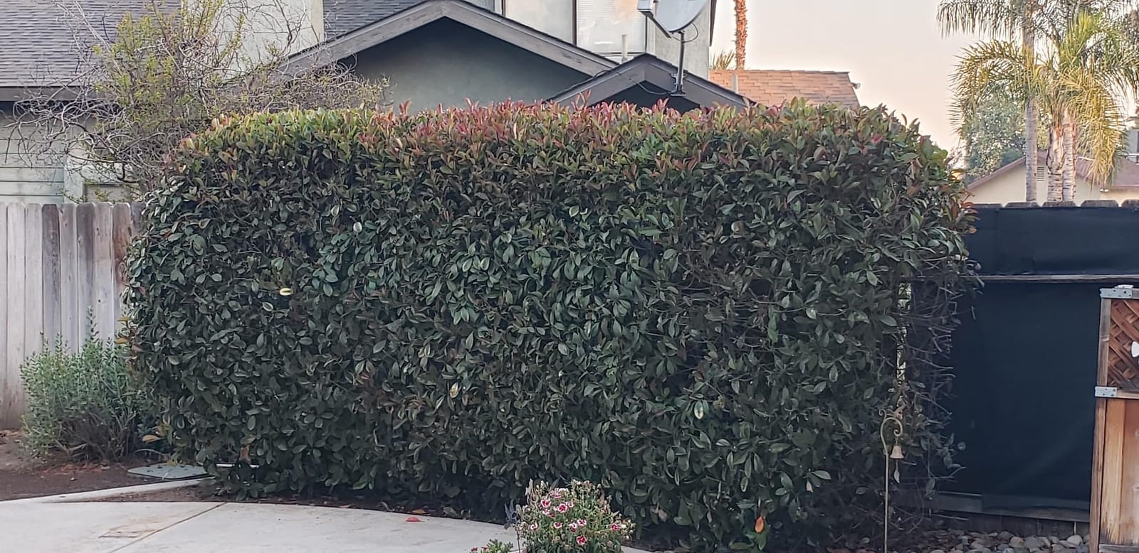 BLACK+DECKER 40V MAX Hedge Trimmer, Cordless, 24-Inch Blade, Battery and Charger Included (LHT2436) customer photo 2