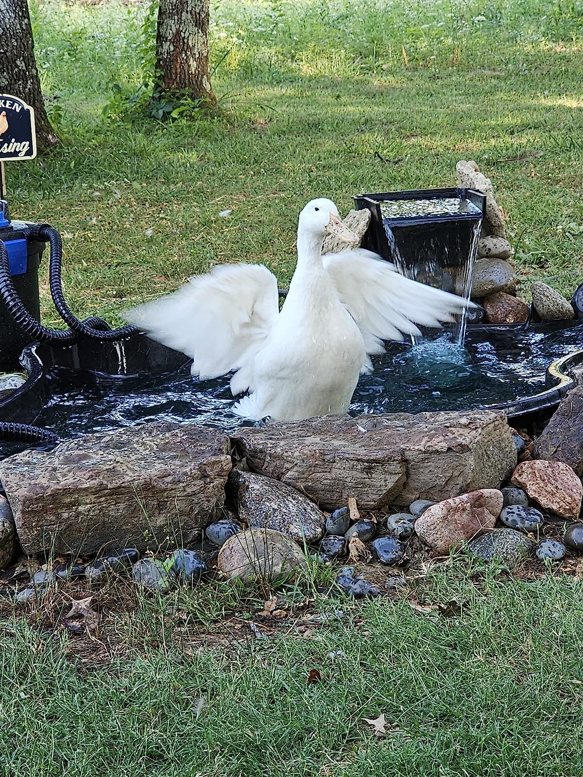Aquascape AquaForce 1000 Solids Handling Submersible Pond Pump, Asynchronous Waterfall and Water Feature Pump with Pre Filter Cage and 25 ft Cord, 91011 customer photo 1