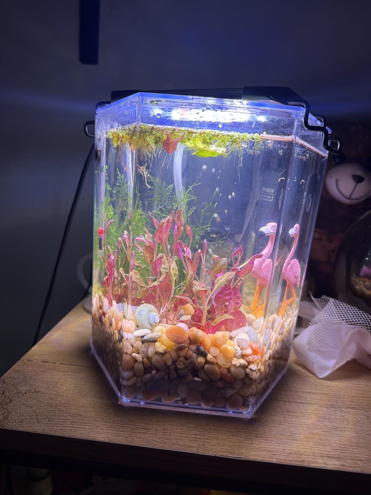 Tetra Starter 1 Gallon Small Fish Tank Kit for Freshwater Fish customer photo 1