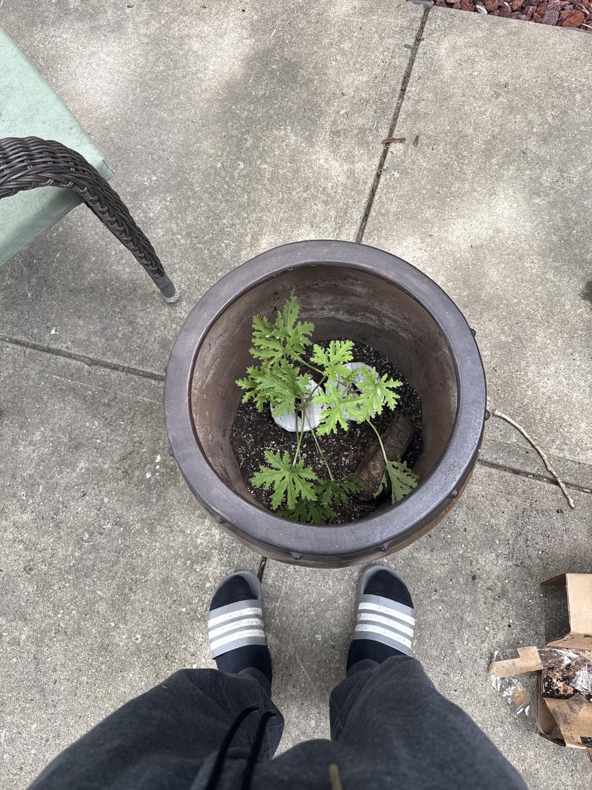 Clovers Garden Citronella Plants – Two (2) Live Plants – Non-GMO - Not Seeds - Each 4