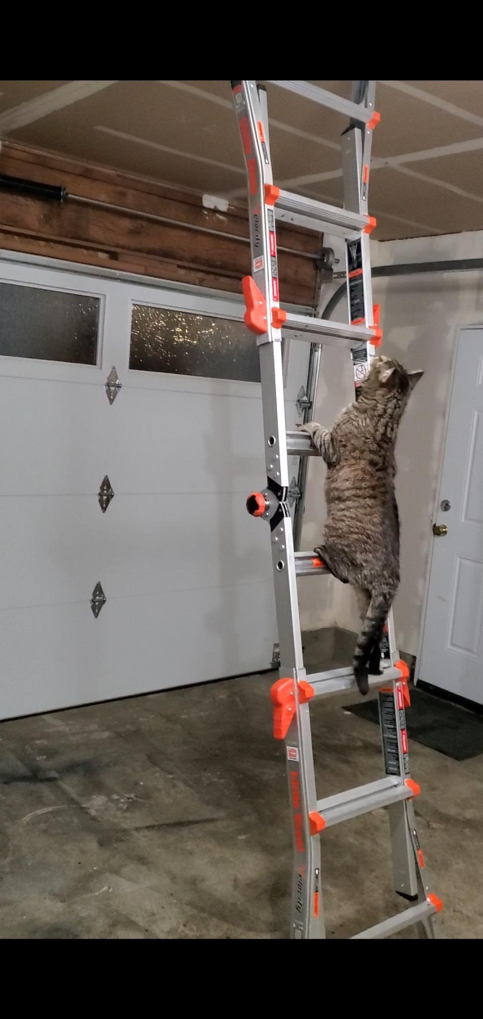 Little Giant Velocity, Aluminum Ladder, 18 ft Reach, 15417-001 customer photo 2