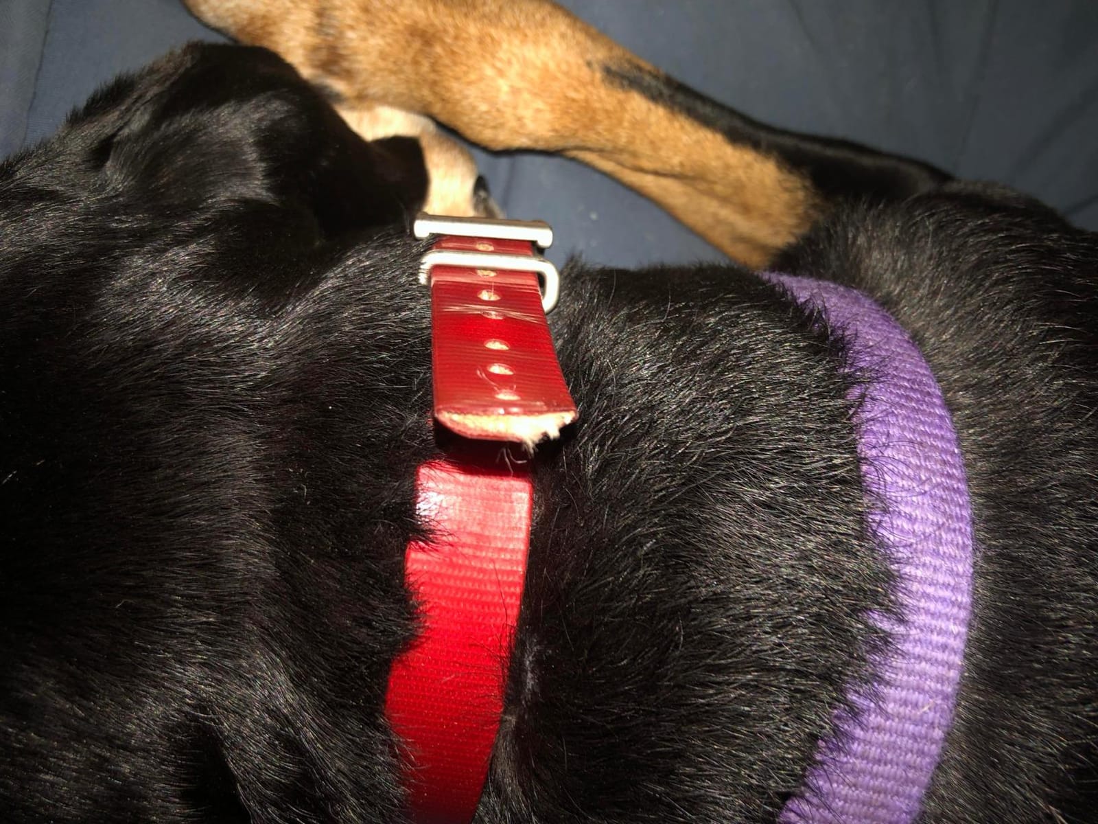 Garmin PT10 Dog Device Red Collar (Pro 70/Pro 550) customer photo 2