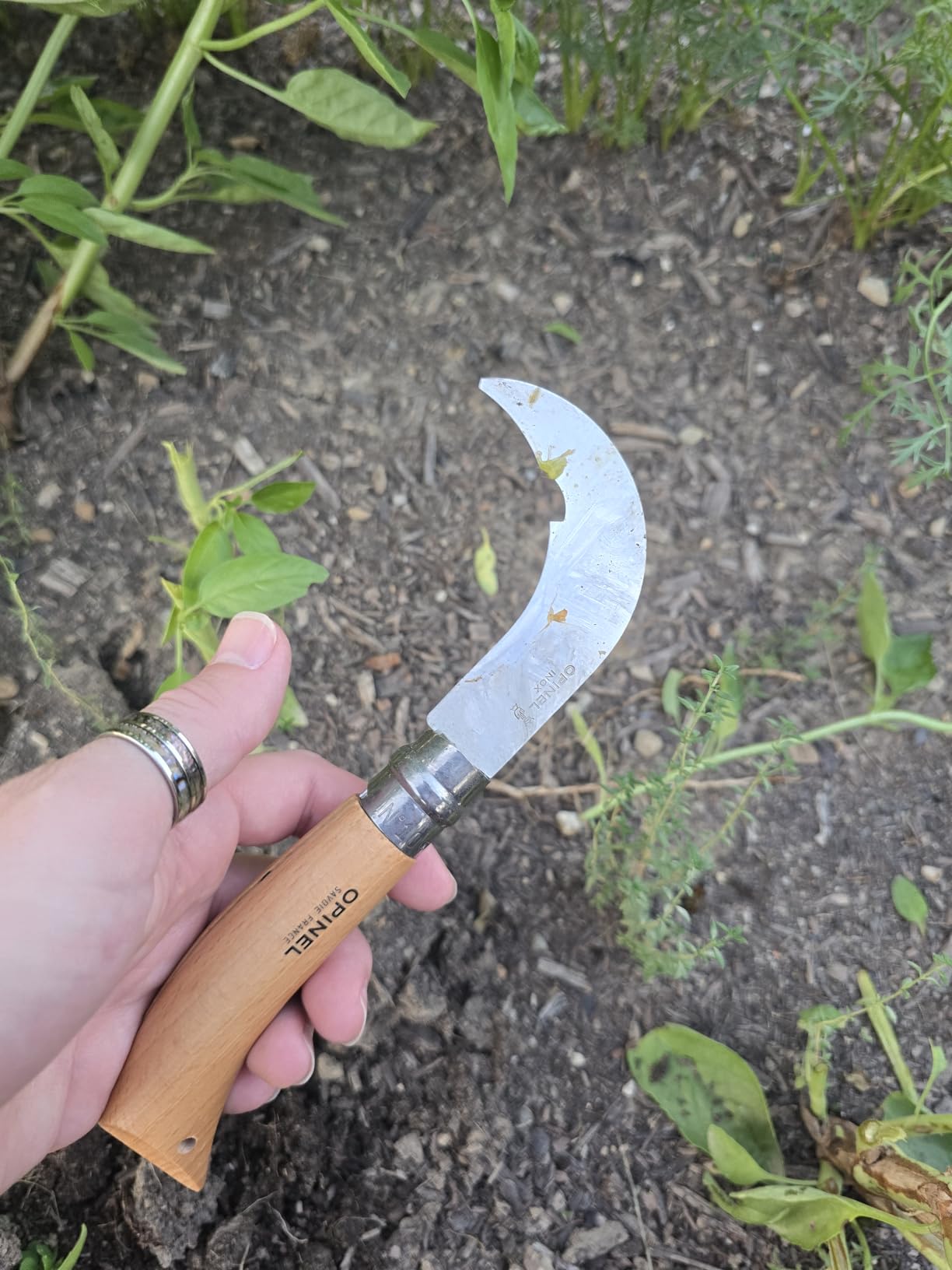 Opinel No. 10 Pruning Folding Knife - Stainless Steel for Pruning, Grafting, Orchards, Vineyards, and Gardening customer photo 2
