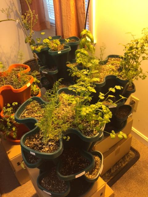 Mr. Stacky Self Watering 3 Tier Stackable Garden Vertical Plastic Planter Set, Hunter Green customer photo 2