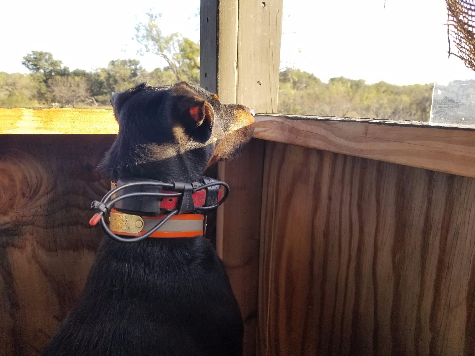 Garmin 010-01486-00 TT 15 Mini Dog Device customer photo 1