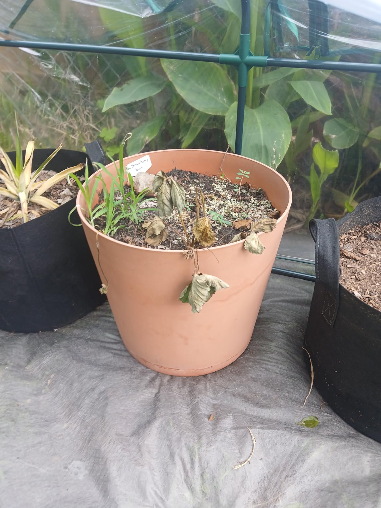 Quictent Mini Greenhouse for Indoor Outdoor, Portable Quick-Setup Tabletop customer photo 2